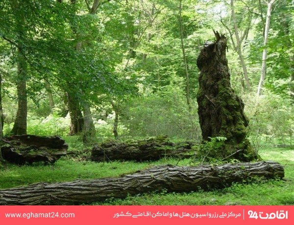 پارک جنگلی شهید بهشتی 